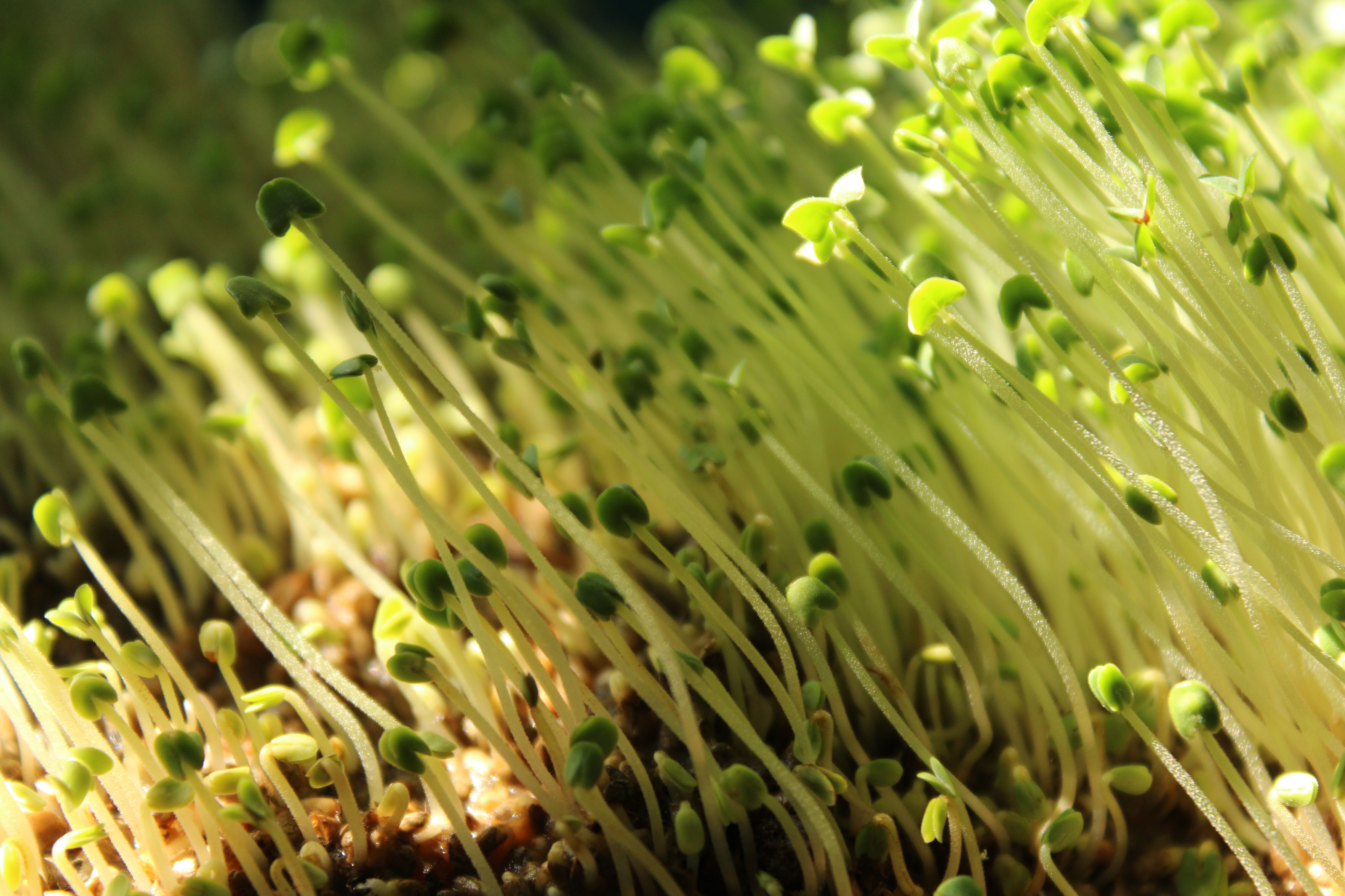 Preventing Mold & Mildew on Homegrown Microgreens and Sprouts: A Step-by-Step Guide to Clean Airflow, Optimal Humidity, and Safe Harvests