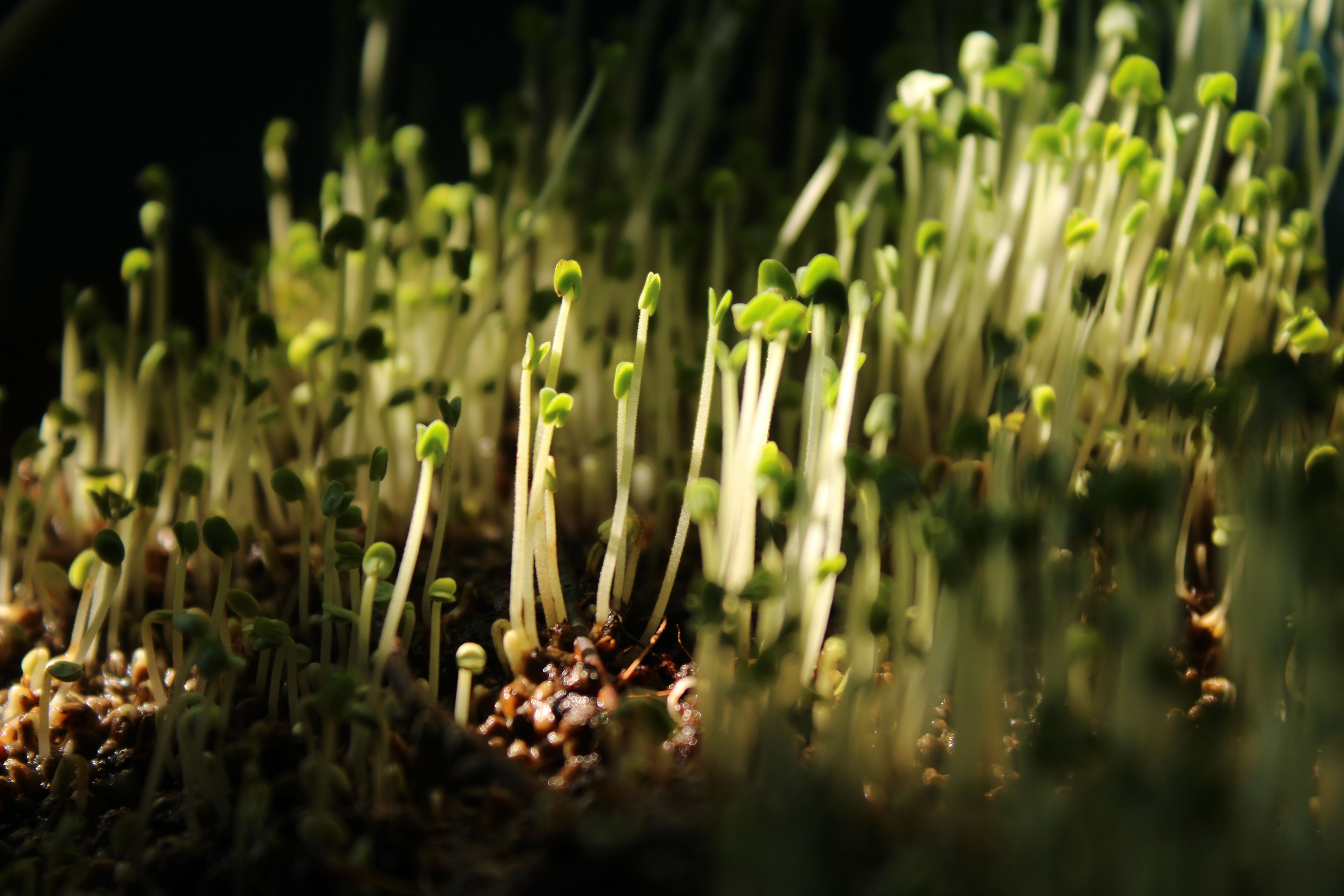 Hangende planten verfrissen moderne woonruimte.