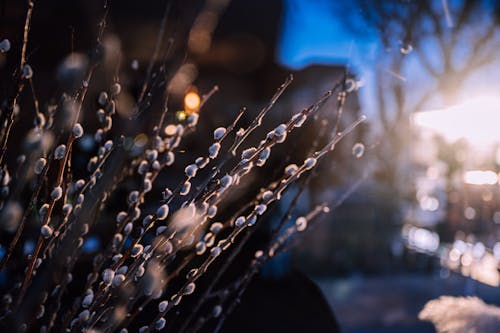 Ramo Di Salice Calmo Alla Luce Del Sole Primaverile