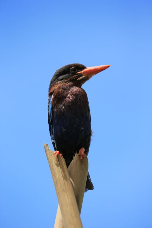 Free Striking Oriental Dollarbird perched on wood with a clear blue sky backdrop. Stock Photo
