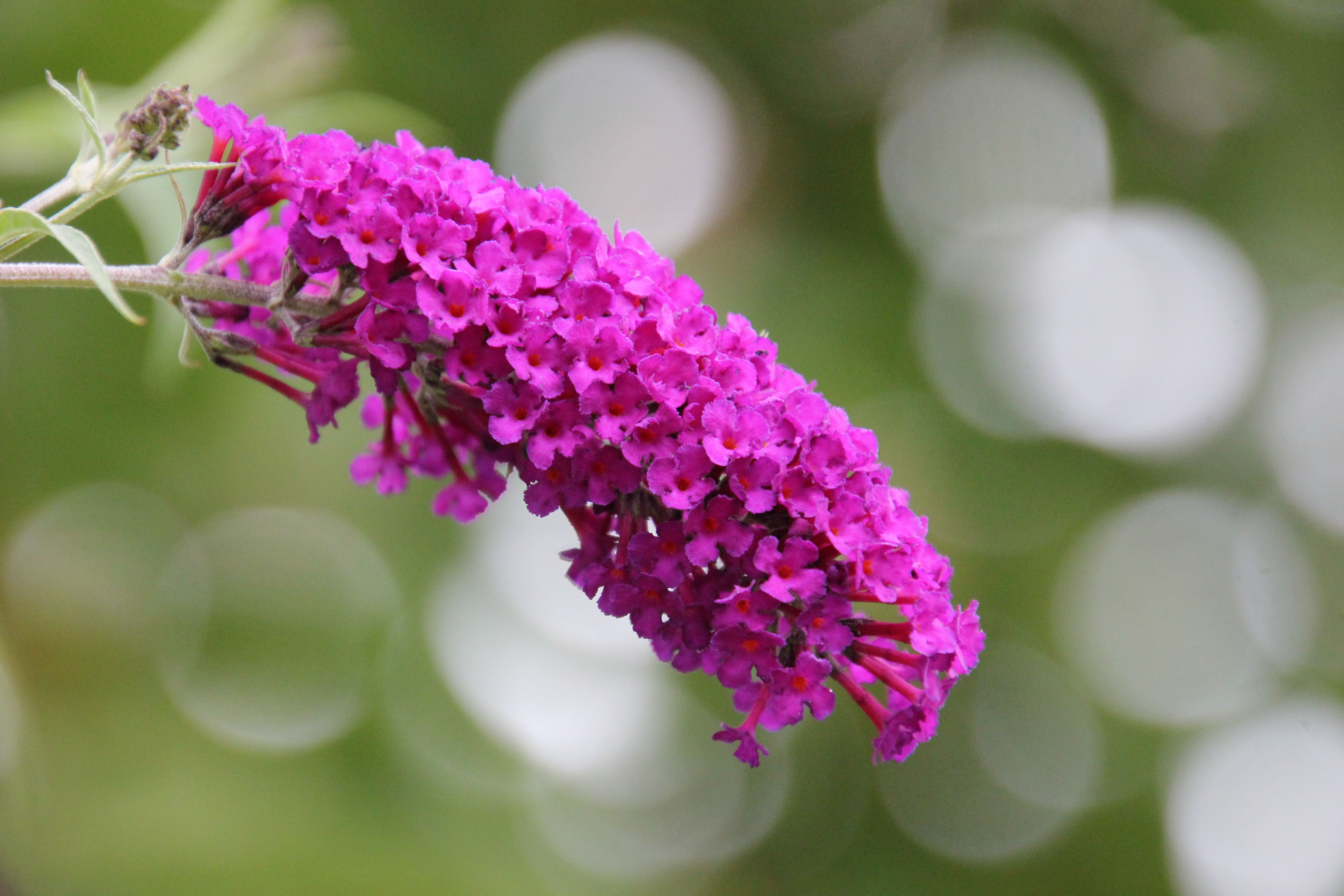 Bright pink summer lilac flowering with a beautiful bokeh background, showcasing nature's vivid colors.
