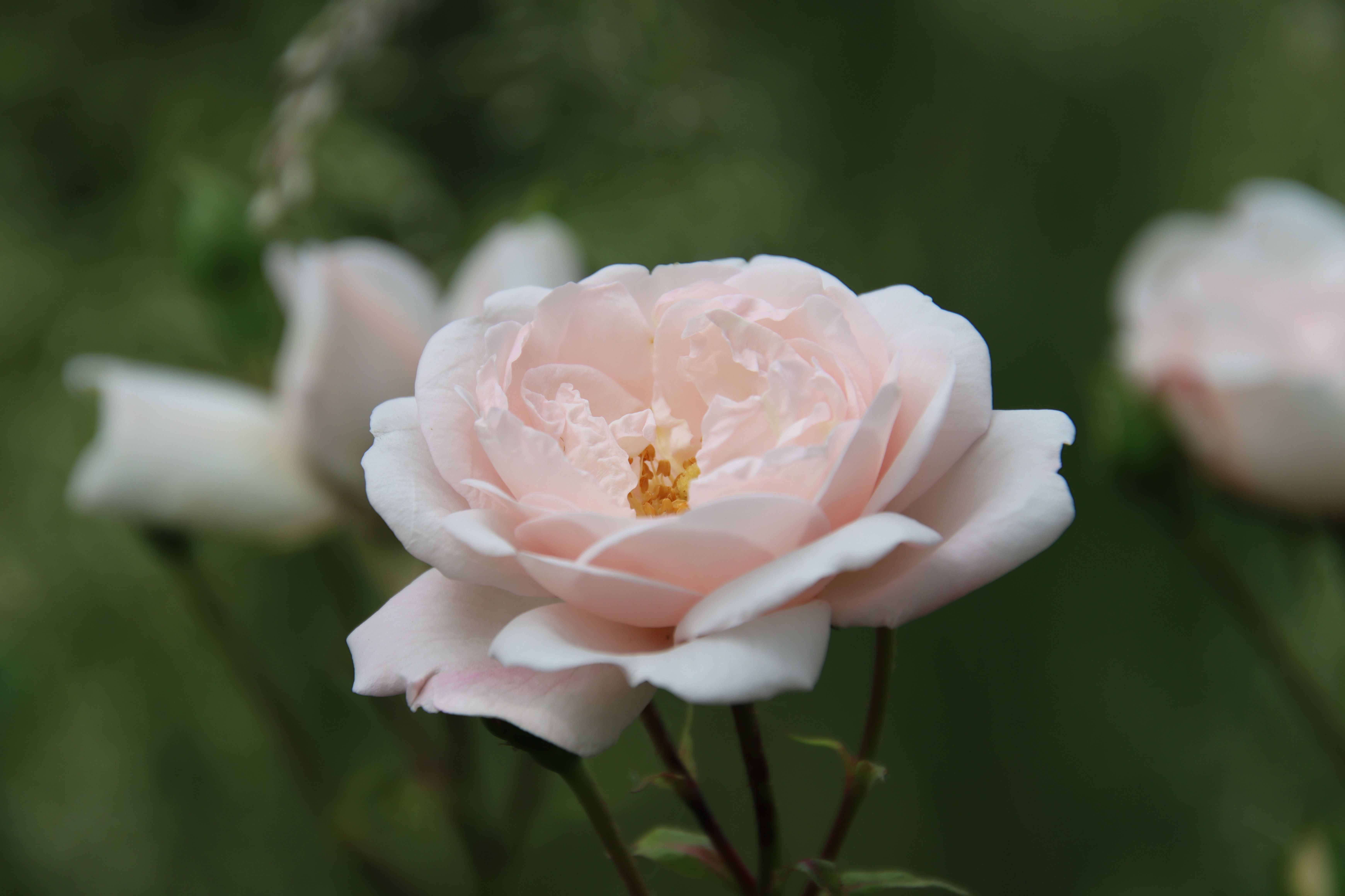 Delicate pink rose in full bloom, showcasing its petals against a soft green backdrop.