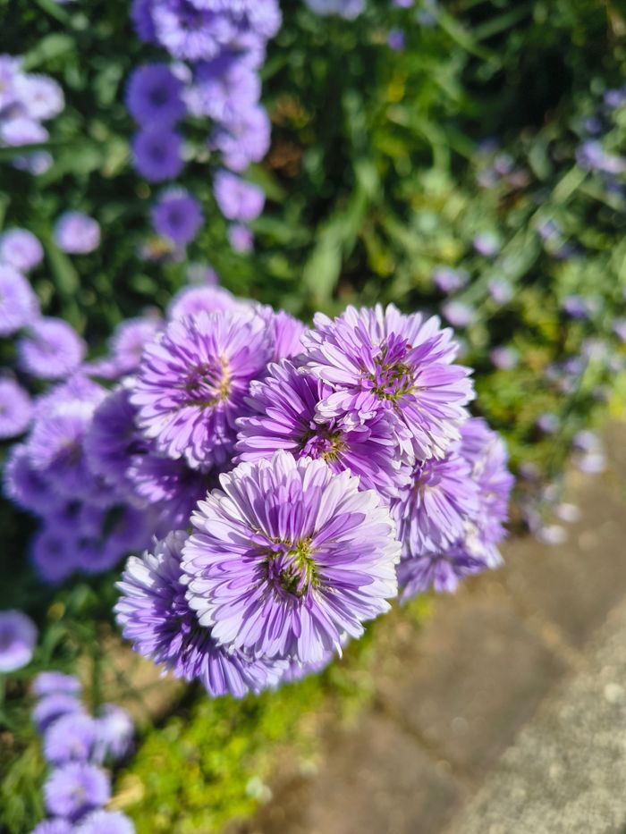 Purple flowers blooming outdoors in warm light