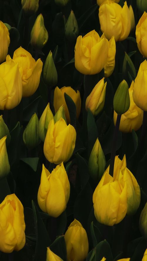 Free A stunning field of bright yellow tulips in full bloom, showcasing the beauty of spring flowers. Stock Photo