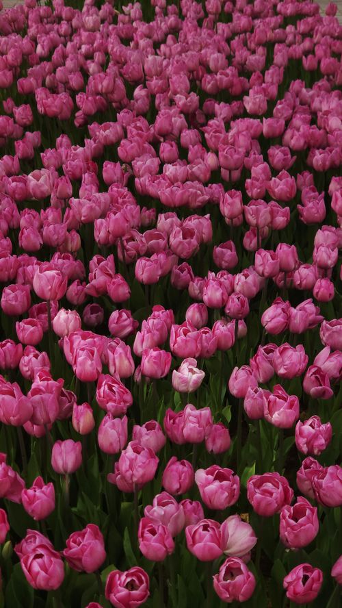 Free Expansive field of pink tulips in vivid bloom, showcasing nature's colorful beauty. Stock Photo