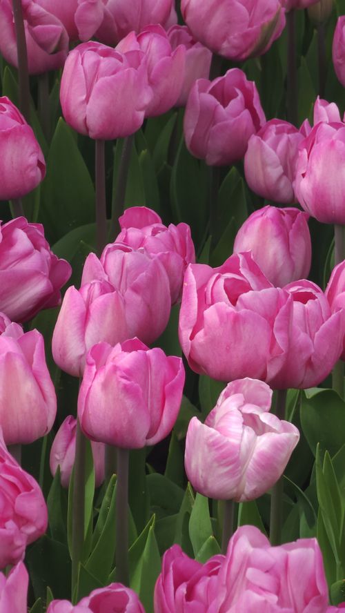Free A beautiful field of pink tulips in full bloom, showcasing vibrant colors and lush greenery. Stock Photo