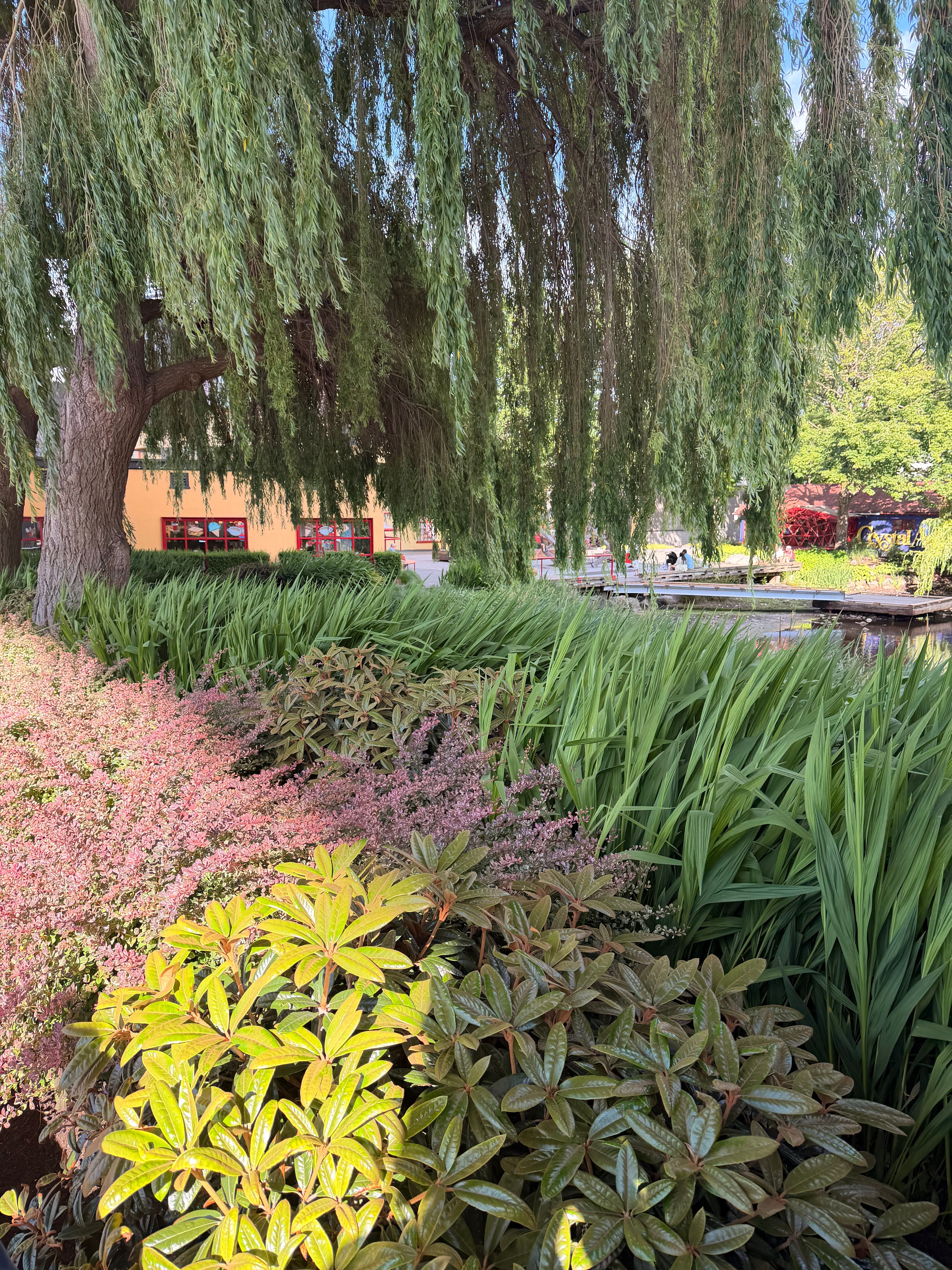 A vibrant garden scene featuring lush foliage and a drooping willow tree, capturing the essence of nature outdoors.
