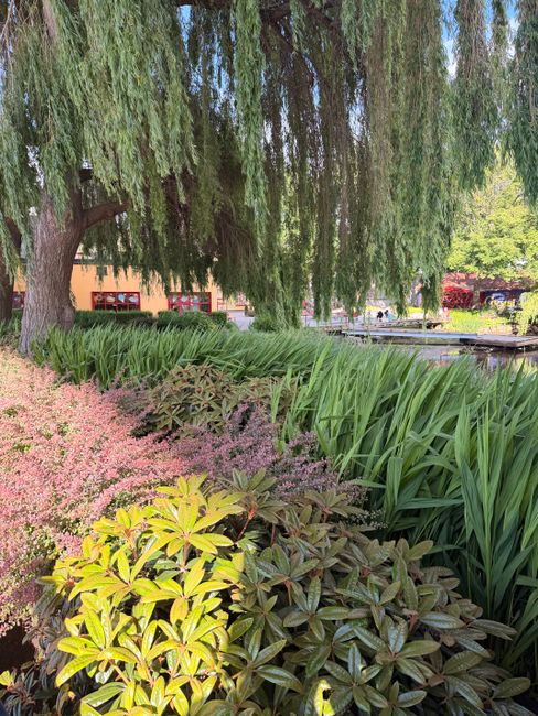 Photo by John Riches on Pexels A vibrant garden scene featuring lush foliage and a drooping willow tree, capturing the essence of nature outdoors.
