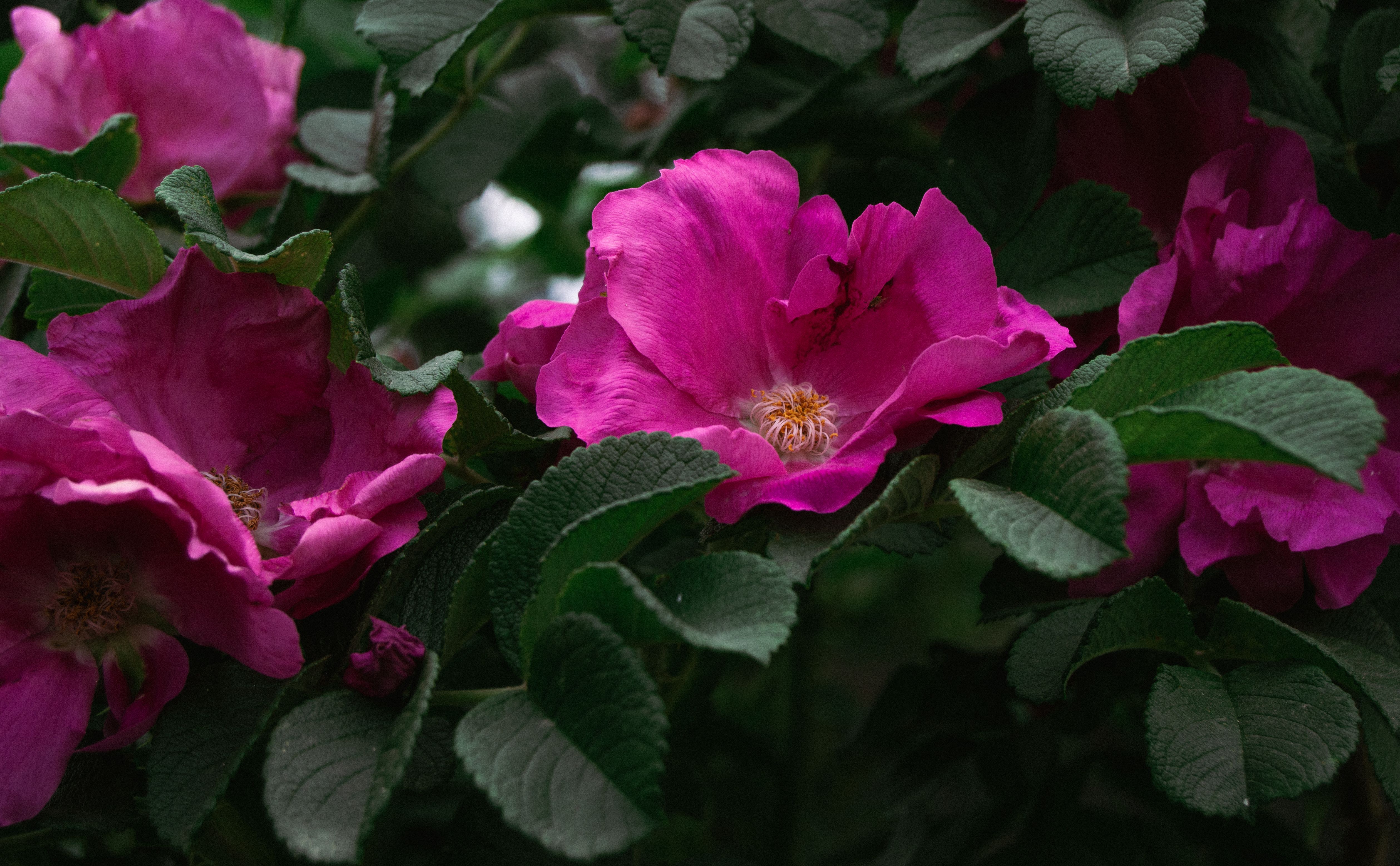 [ColoSach]-a-close-up-of-vibrant-pink-roses-surrounded-by-lush-green-leaves,-captured-outdoors-in-moscow.