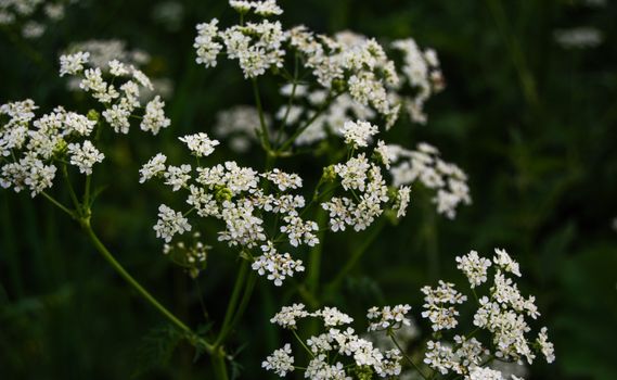 Delicate white wild carrot flowers blooming in an outdoor field in Moscow.