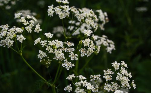 Free Delicate white wild carrot flowers blooming in an outdoor field in Moscow. Stock Photo