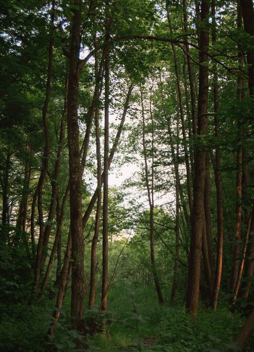 Free Explore the serene beauty of a dense, green forest in Moscow during summer. Stock Photo