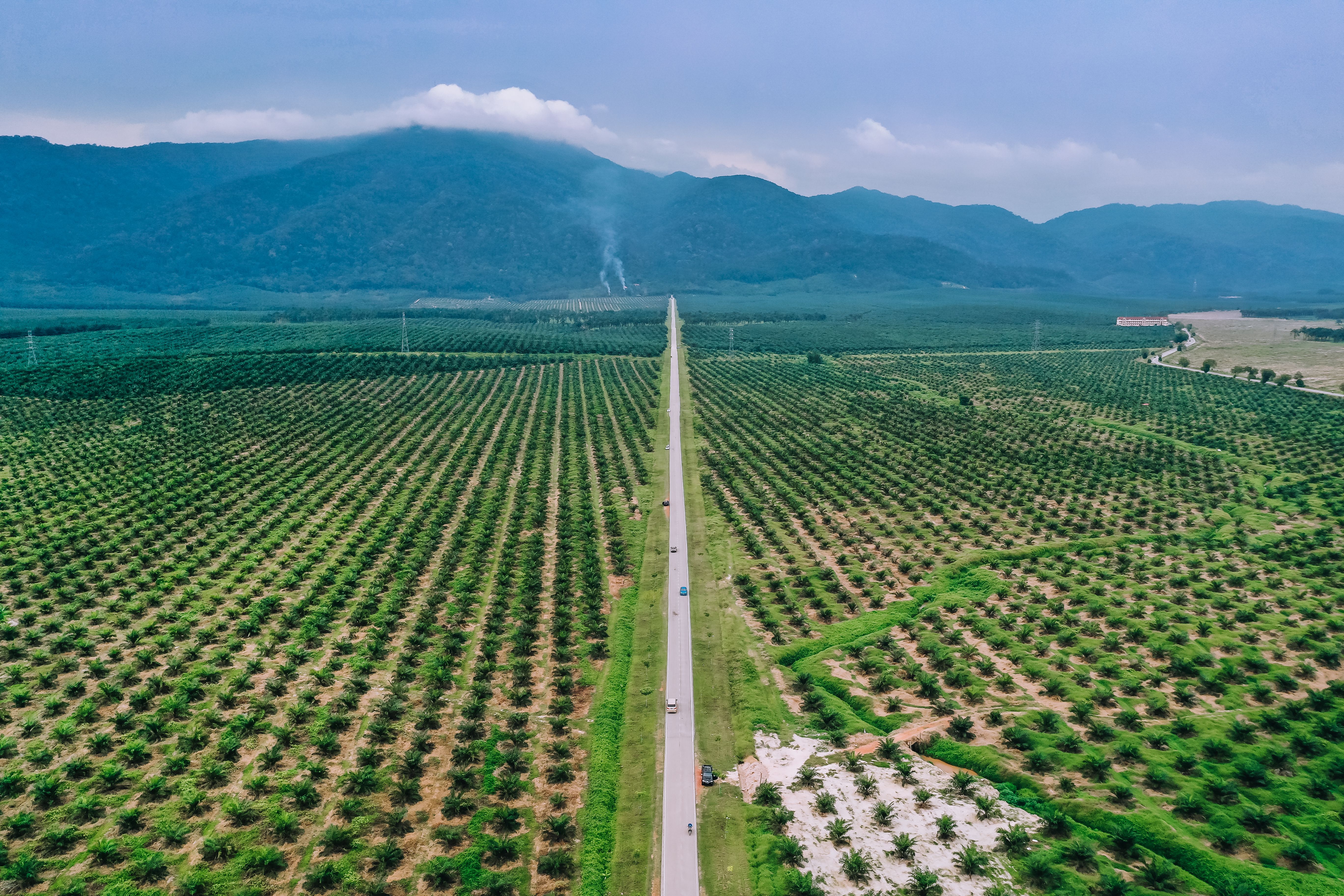 Drone view of an oil palm plantation in Johor with a straight estate road and mountains
