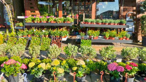 Free Colorful outdoor display of various potted plants and flowers at a nursery in Sakarya, Turkey. Stock Photo