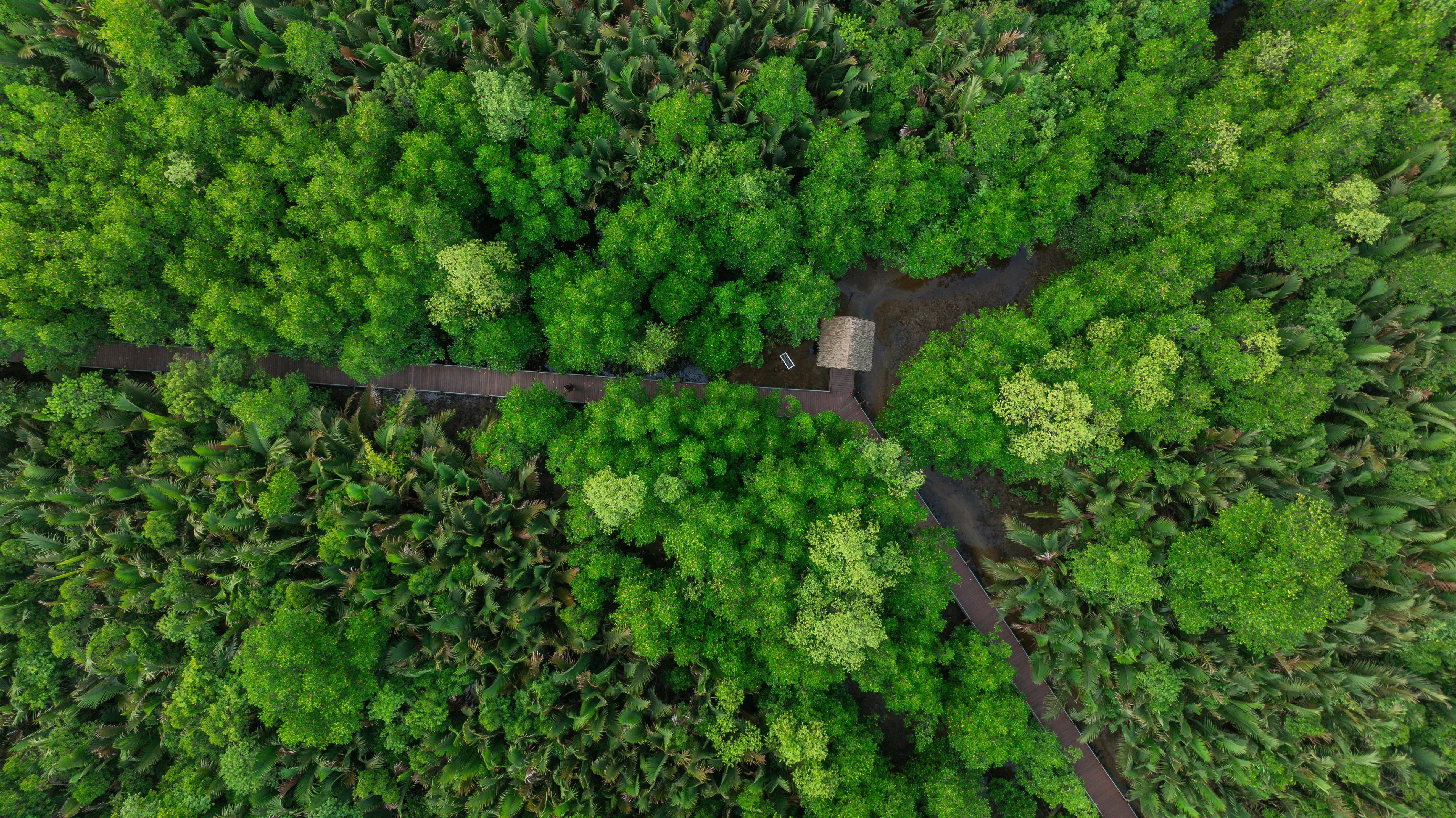 Shenzhen Futian Mangrove Wetland — What Is the Futian Mangrove Reserve?