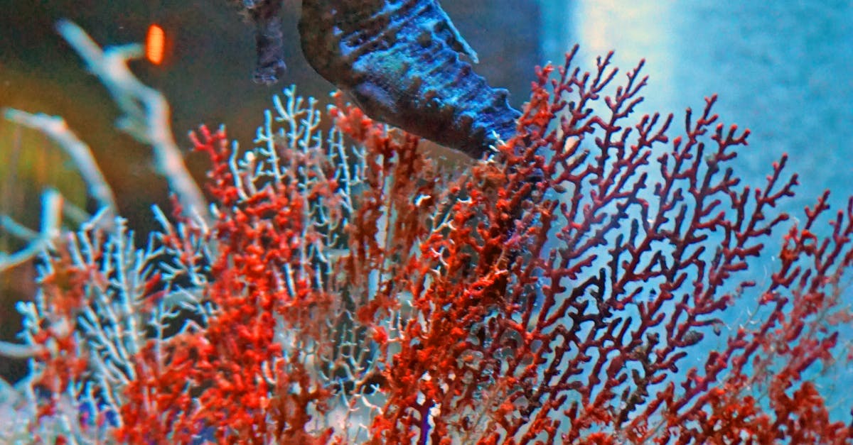 Free stock photo of algae, seahorse