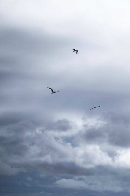 Birds Flying Under White Clouds