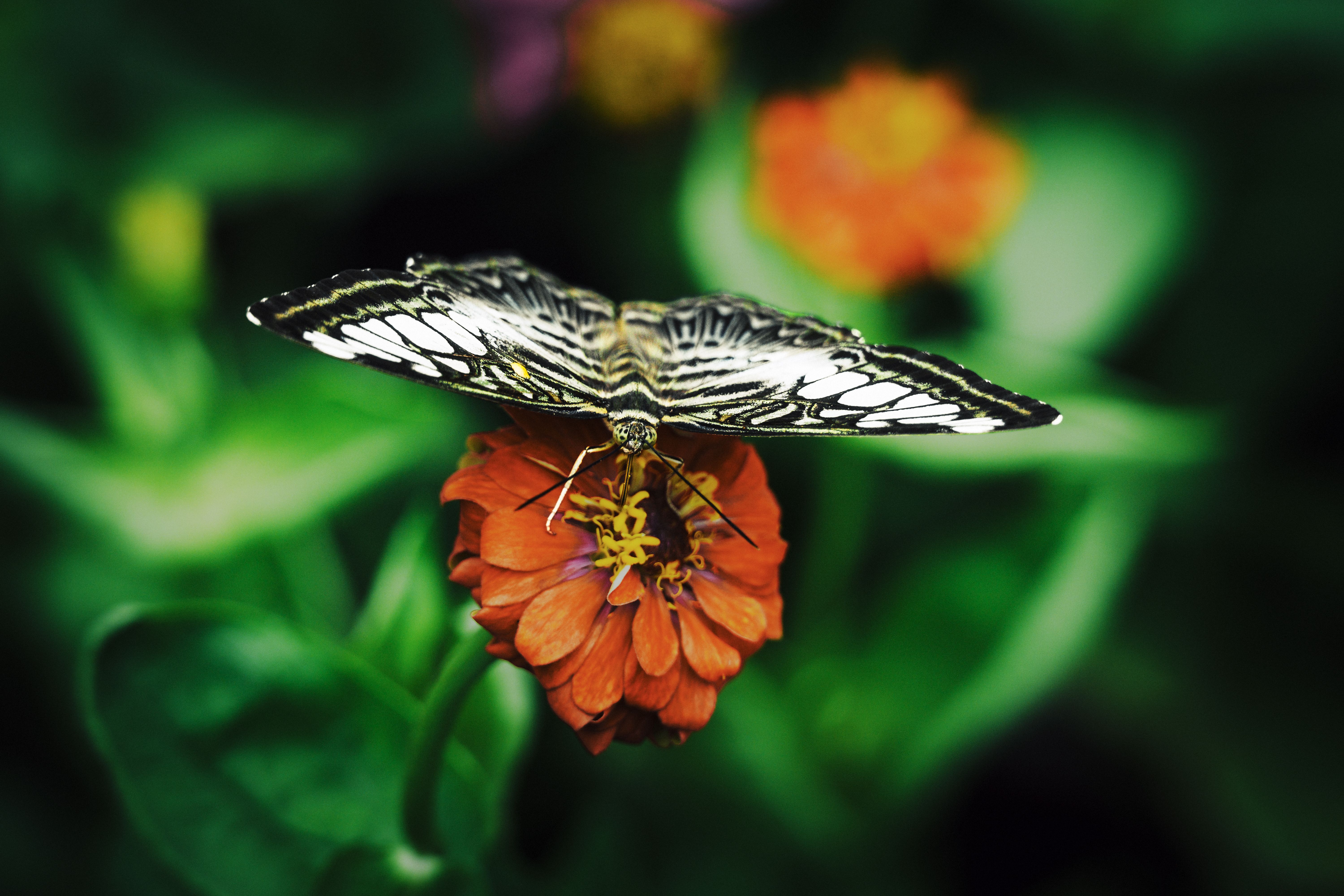 Close-up image of a butterfly resting on a colorful flower, displaying intricate wing patterns.