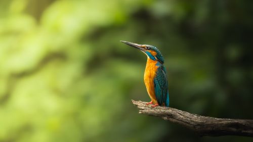 Free Colorful kingfisher bird perched on a branch with blurred green background. Stock Photo