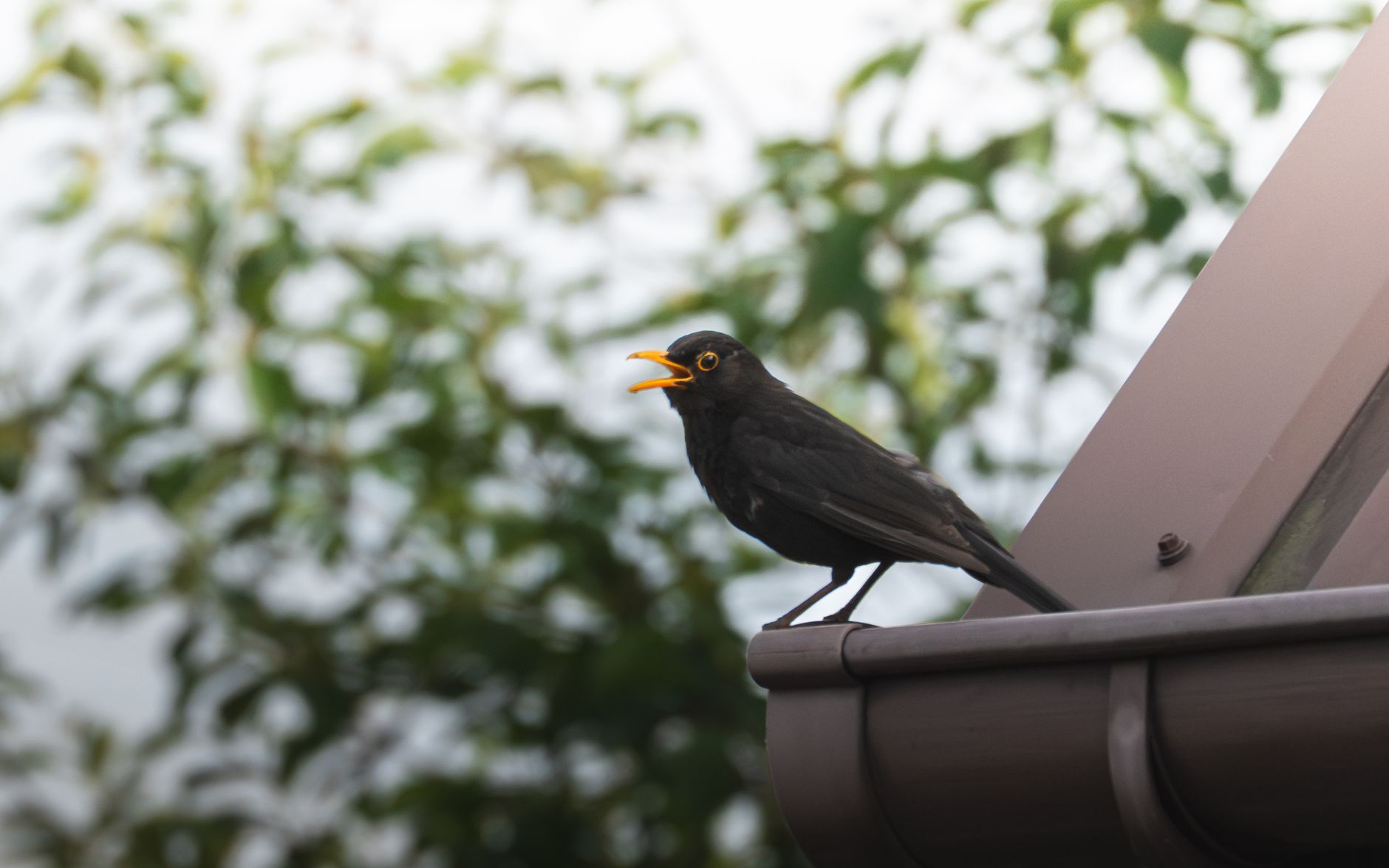 The Blackbird