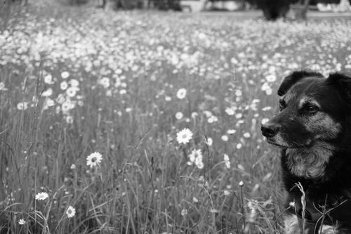 Free stock photo of black amp white, black white photography, dog Stock Photo