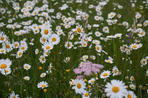 Free A vibrant meadow filled with blossoming oxeye daisies under a clear sky. Stock Photo