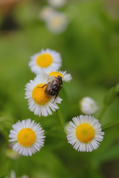 Free Close-up shot of a bee on daisies, showcasing vibrant natural beauty. Stock Photo