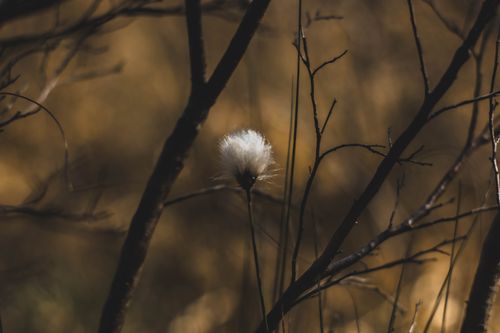 Free Captivating cotton grass among bare branches in a tranquil autumn setting, perfect for nature-themed projects. Stock Photo