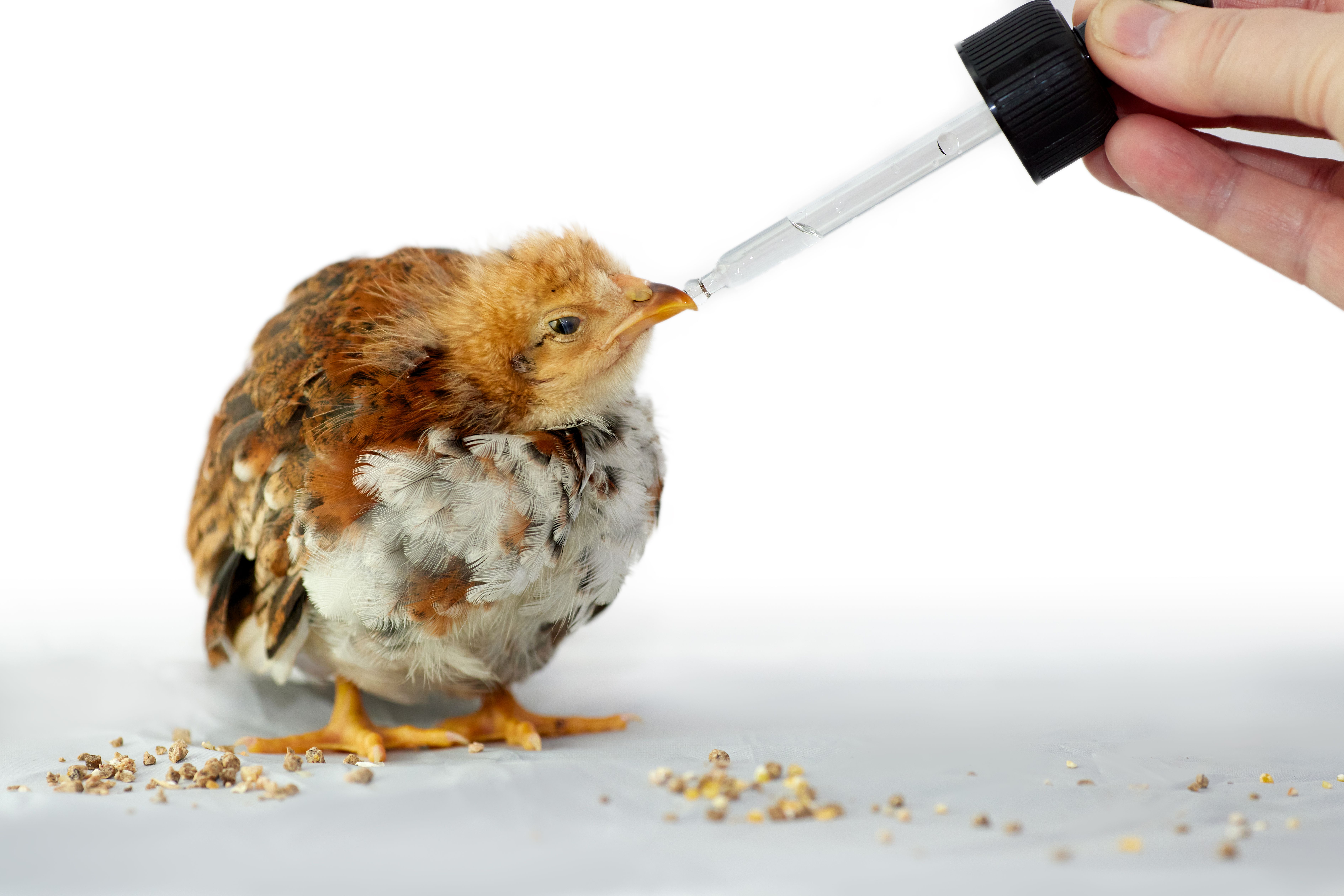 Vermifuge Poule : Top Traitements Efficaces 2026