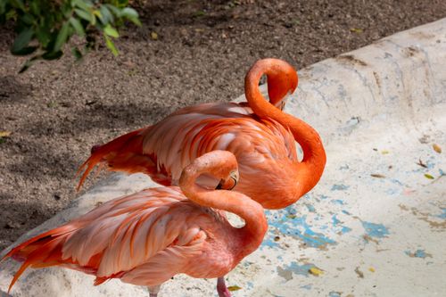Free Two vibrant pink flamingos gracefully stand by a water pool in a zoo setting. Stock Photo