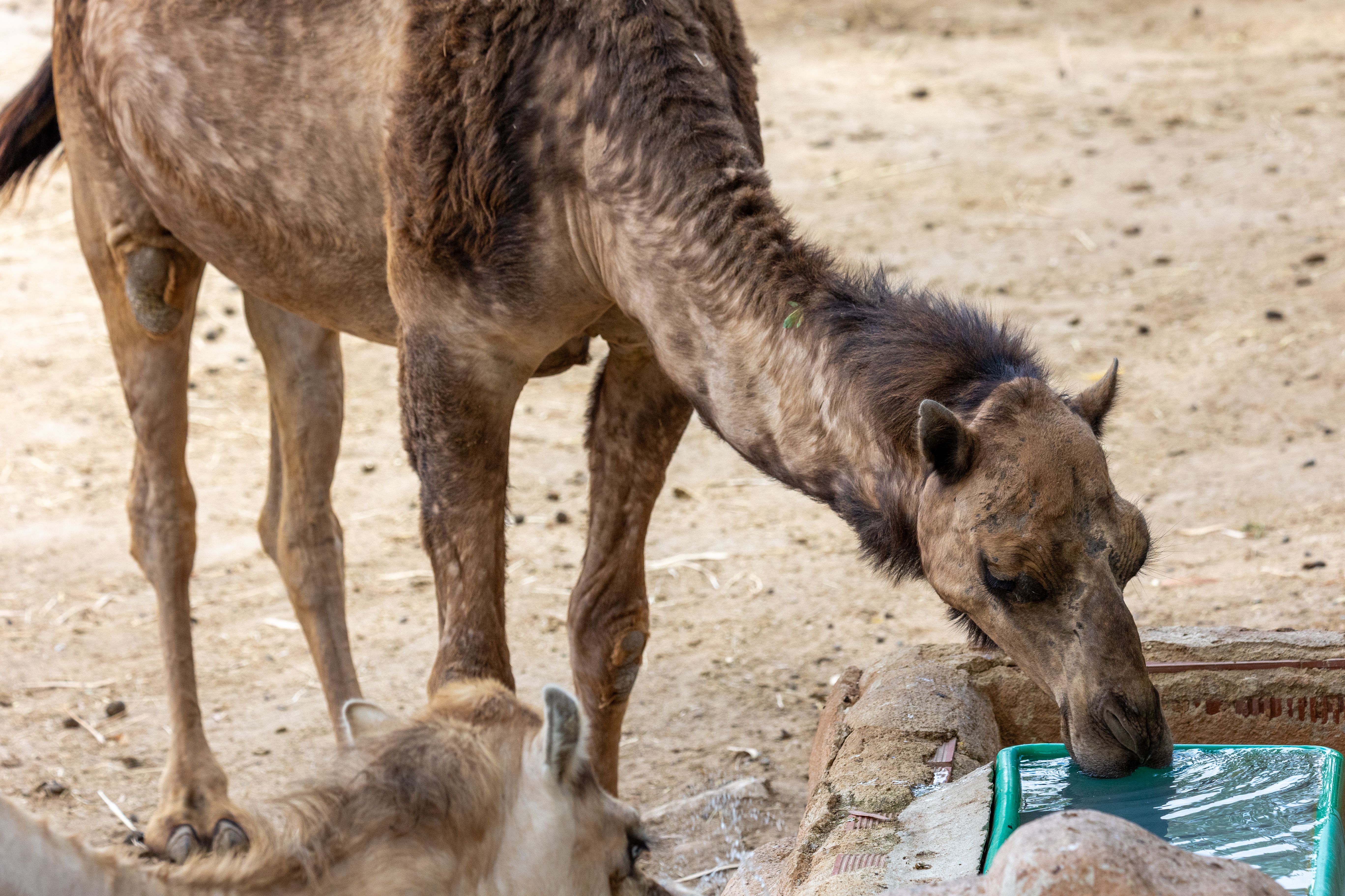 Camel at desert oasis drinking water, demonstrating consumption of up to 40 gallons when water is available
