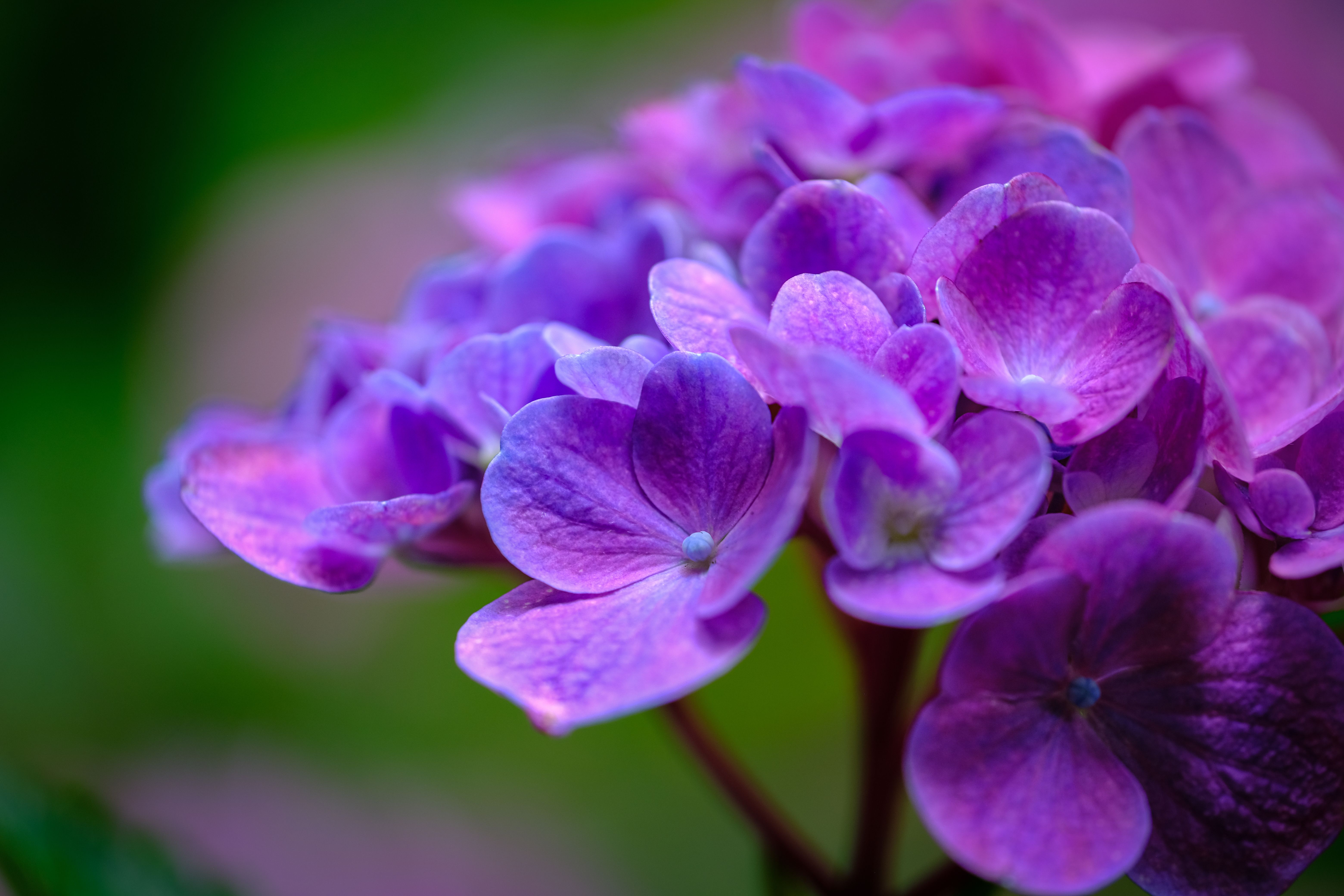 [ColoSach]-close-up-of-vibrant-purple-hydrangea-flowers-showcasing-their-detailed-petals-in-natural-light.