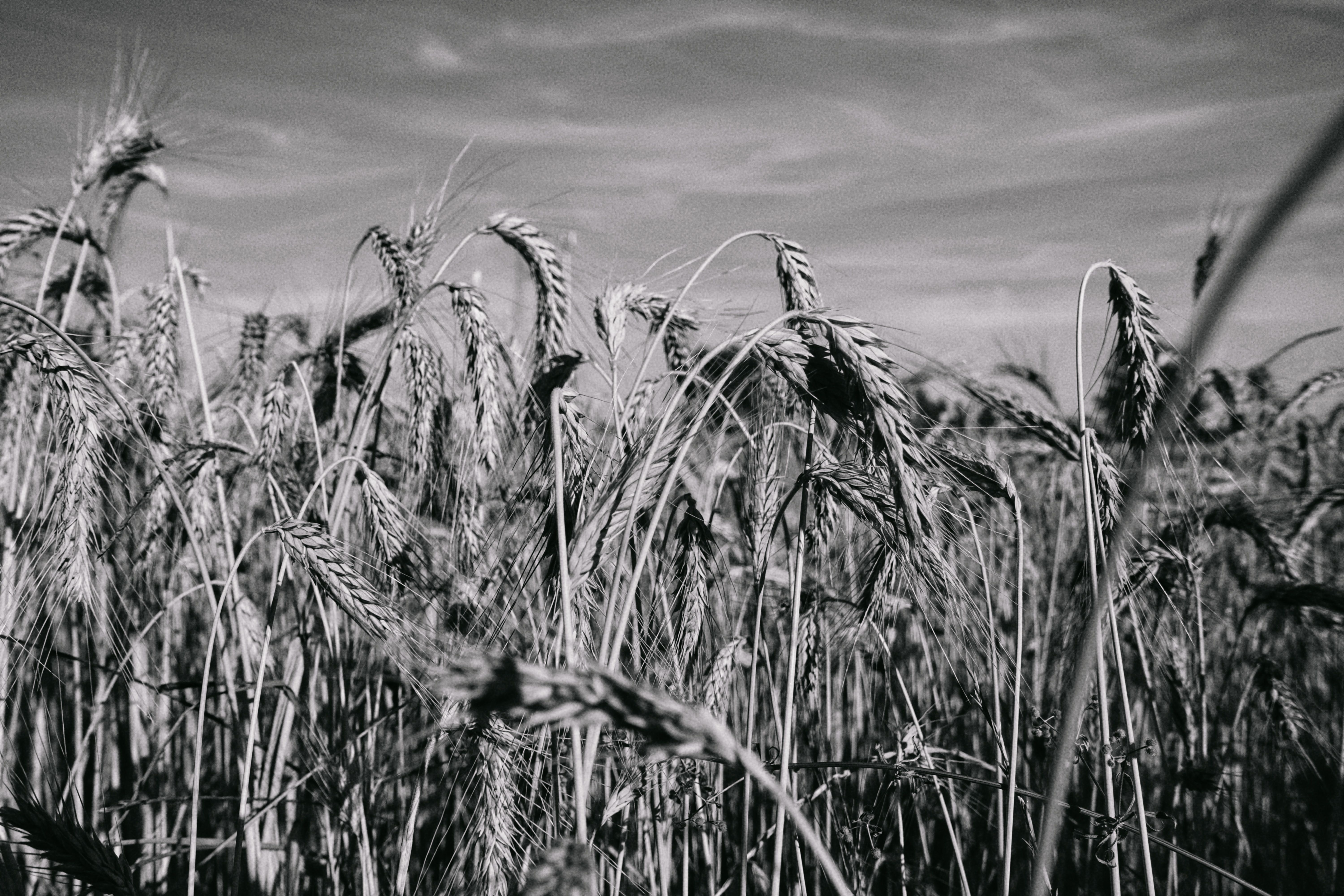 Close-up shot of a wheat field in black and white, capturing natural beauty and texture.