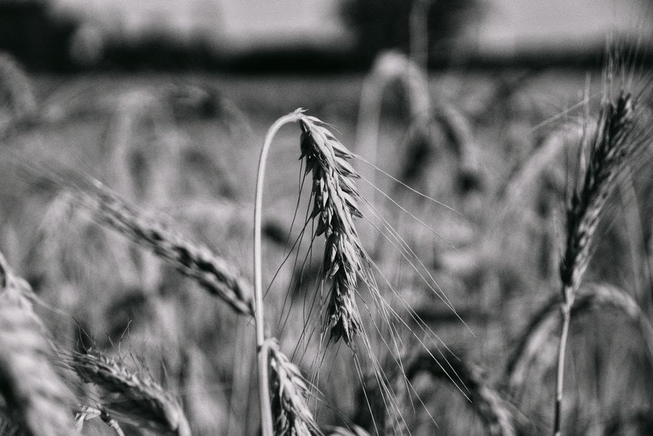 Fotomural Primer plano artístico en blanco y negro de tallos de trigo en un campo, que resalta la textura de la naturaleza.