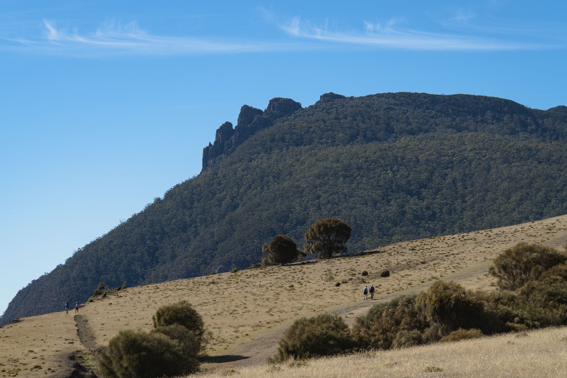 Onbekend gigantisch dier veroorzaakt chaos in Tasmanië
