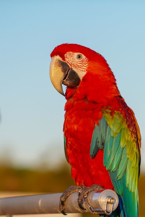 Free Bright scarlet macaw perched on a pole against a clear sky, showcasing vivid colors. Stock Photo