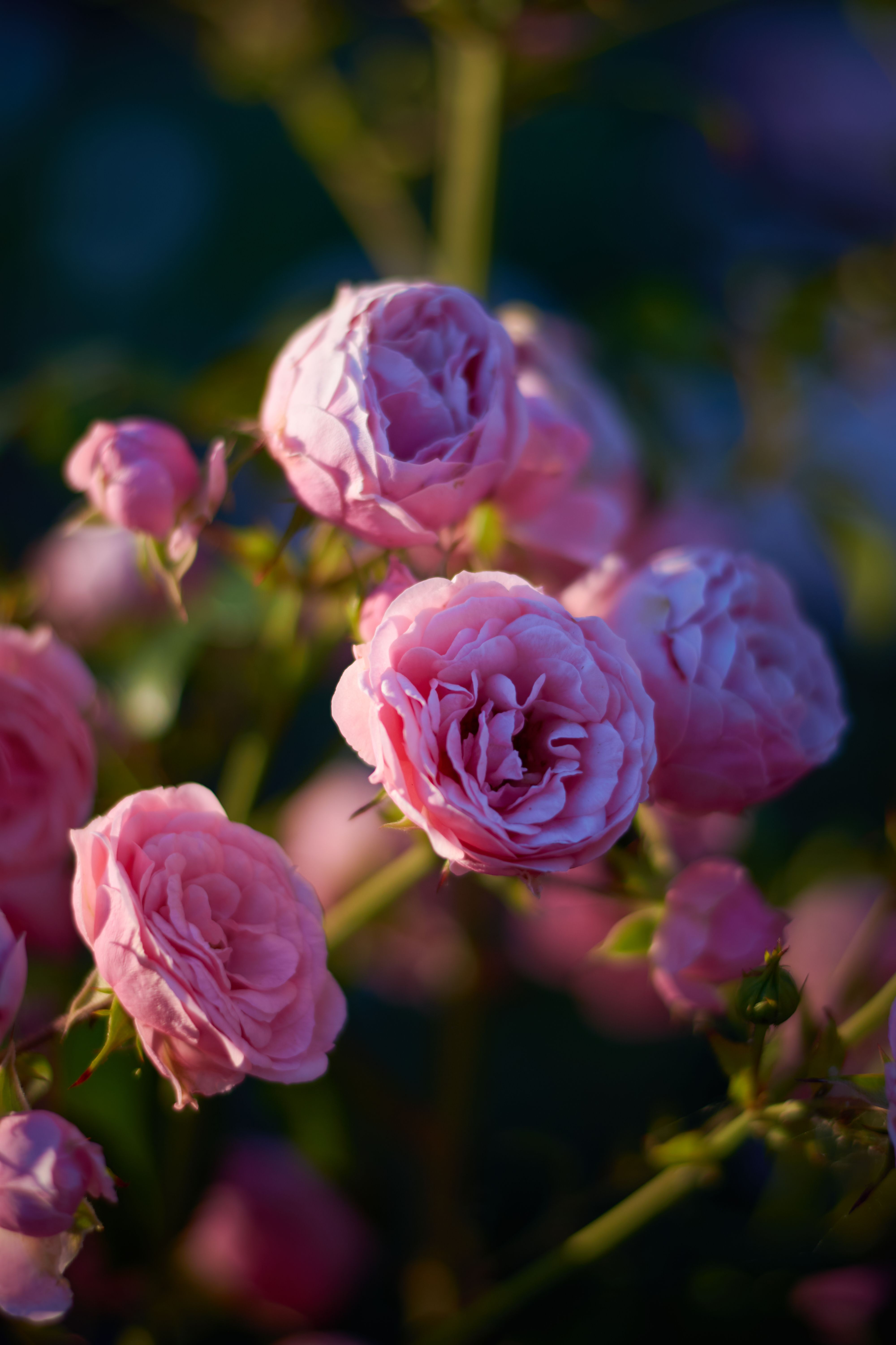 [ColoSach]-beautiful-close-up-of-pink-roses-in-full-bloom-against-a-blurred-green-background,-capturing-nature's-elegance.