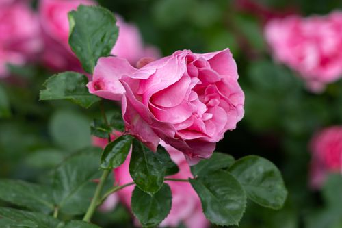 Free Vibrant pink garden rose blooming in natural setting with lush green leaves, photographed outdoors. Stock Photo
