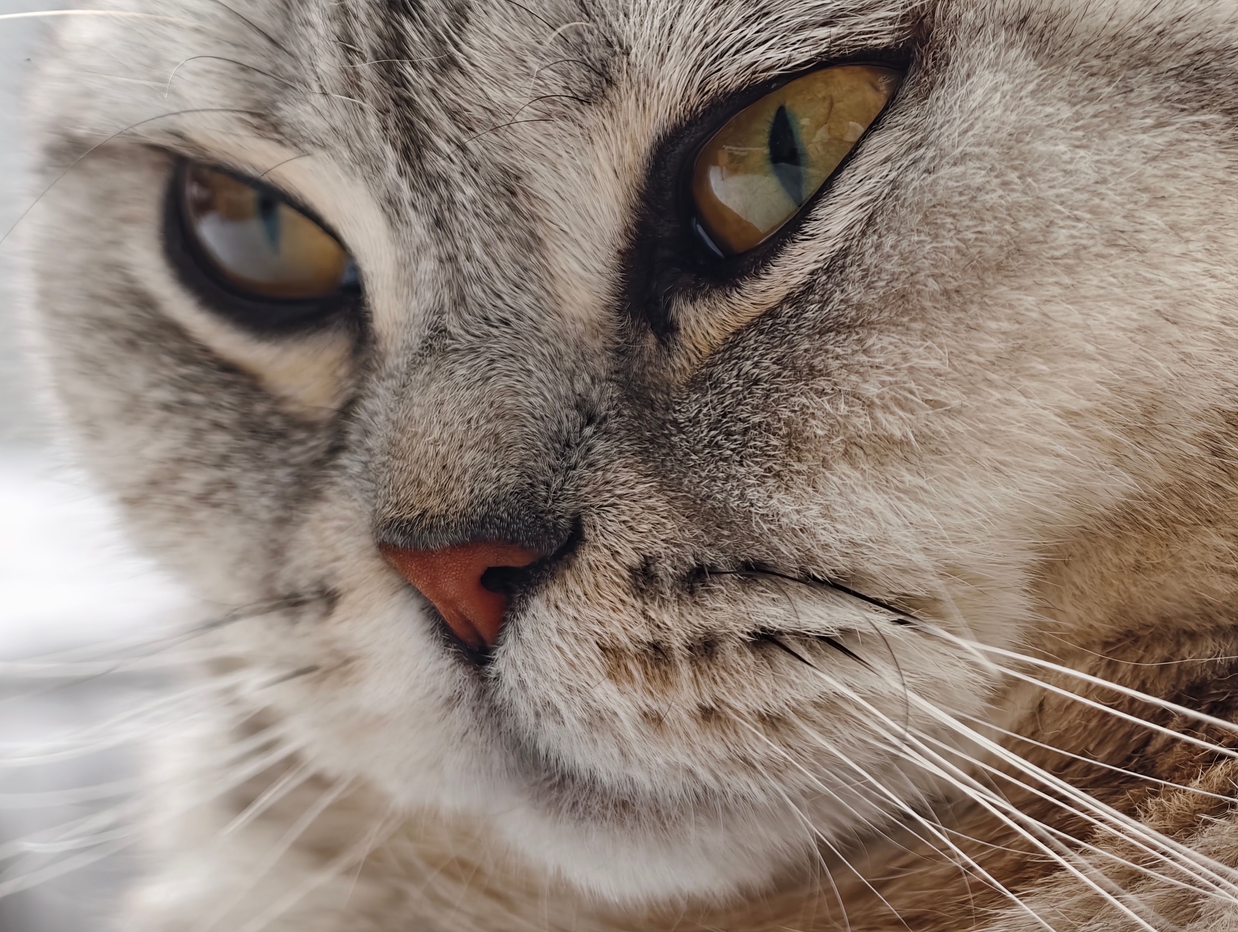 Friendly 2-year-old domestic shorthair cat for rehoming in Edmonton