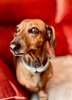Adorable dachshund dog sitting on a red couch, looking relaxed and cute.