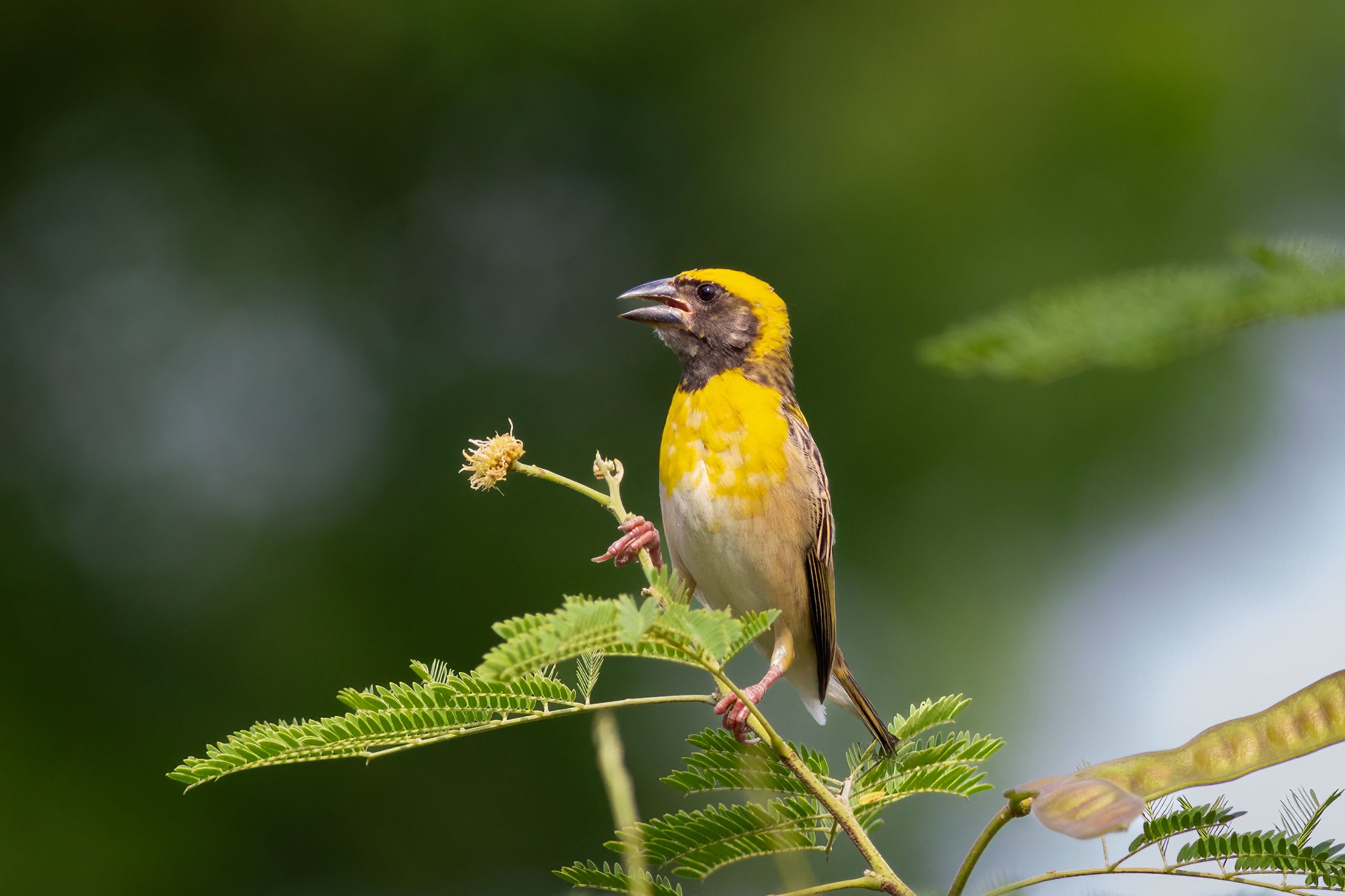 Birdwatch at Thattekkad