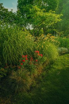 Serene garden scene with lush foliage and vibrant red flowers.