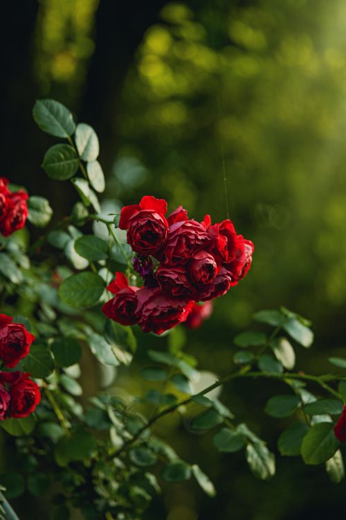 Free Vibrant red roses blooming in a sunlit garden with lush green leaves. Stock Photo