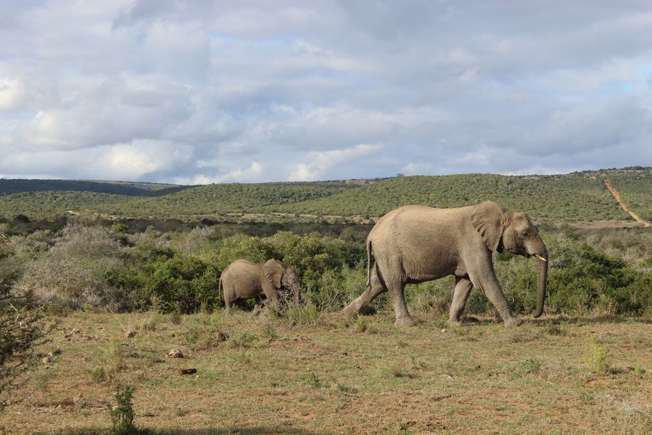 Breathtaking The Edge of Africa Cape Agulhas Expedition Review: Standing Where Two Oceans Meet Review 2026 - Two African elephants walking through a lush savannah landscape under a cloudy sky.