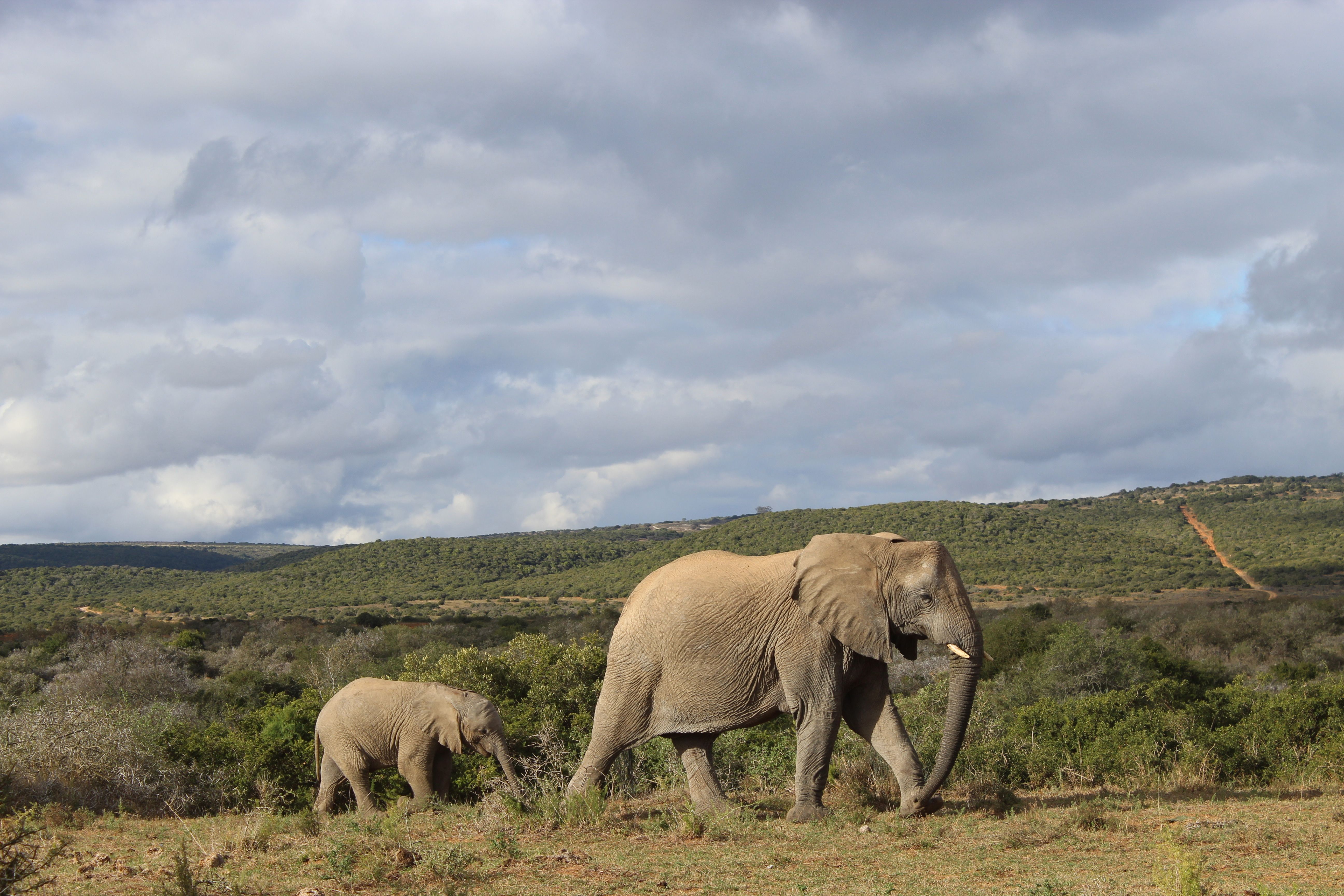 A majestic African elephant and its calf roaming the vast savannah under a cloudy sky.