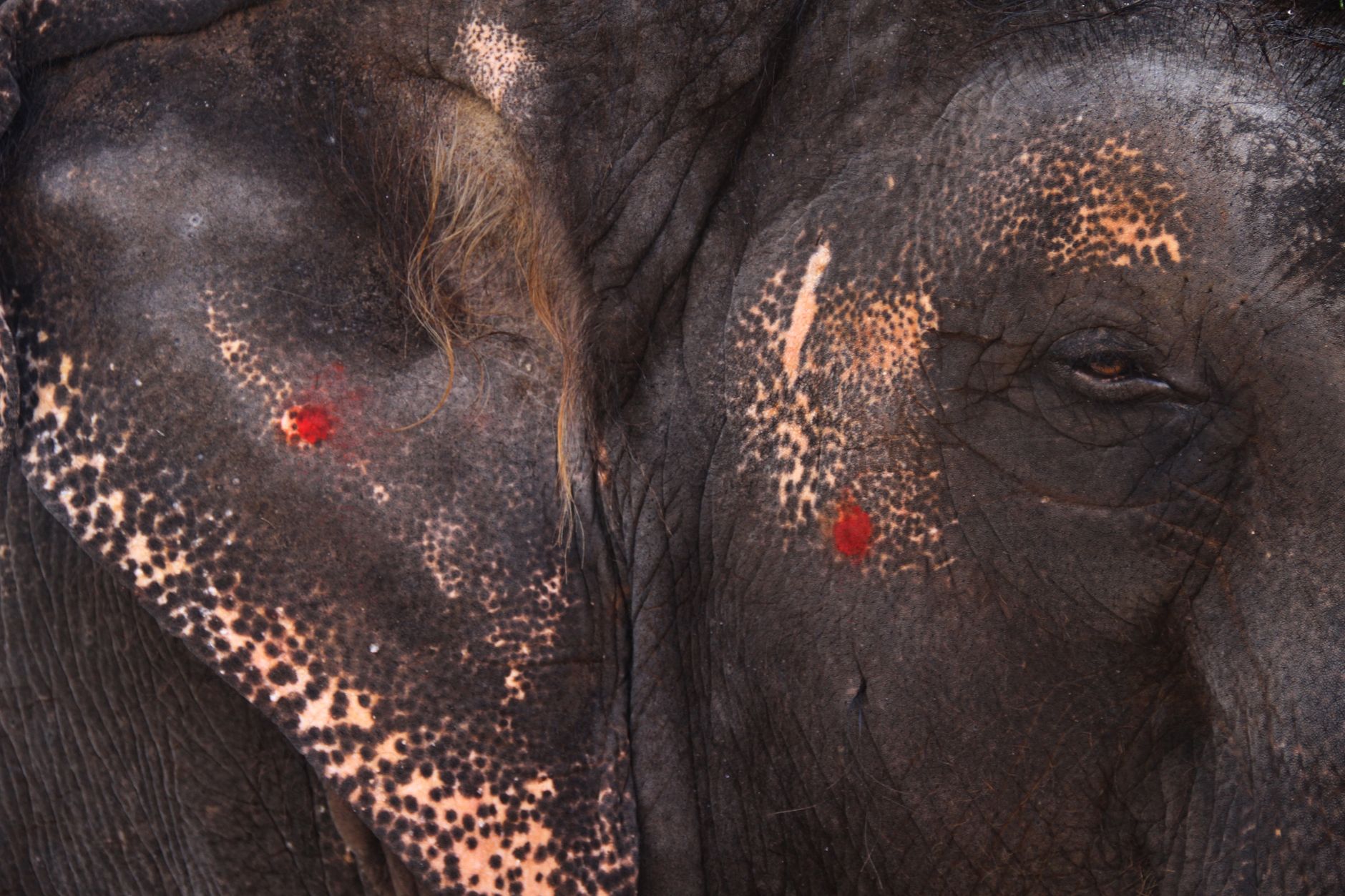 Dubare Elephant Camp Tickets: Prices, Booking & What to Expect