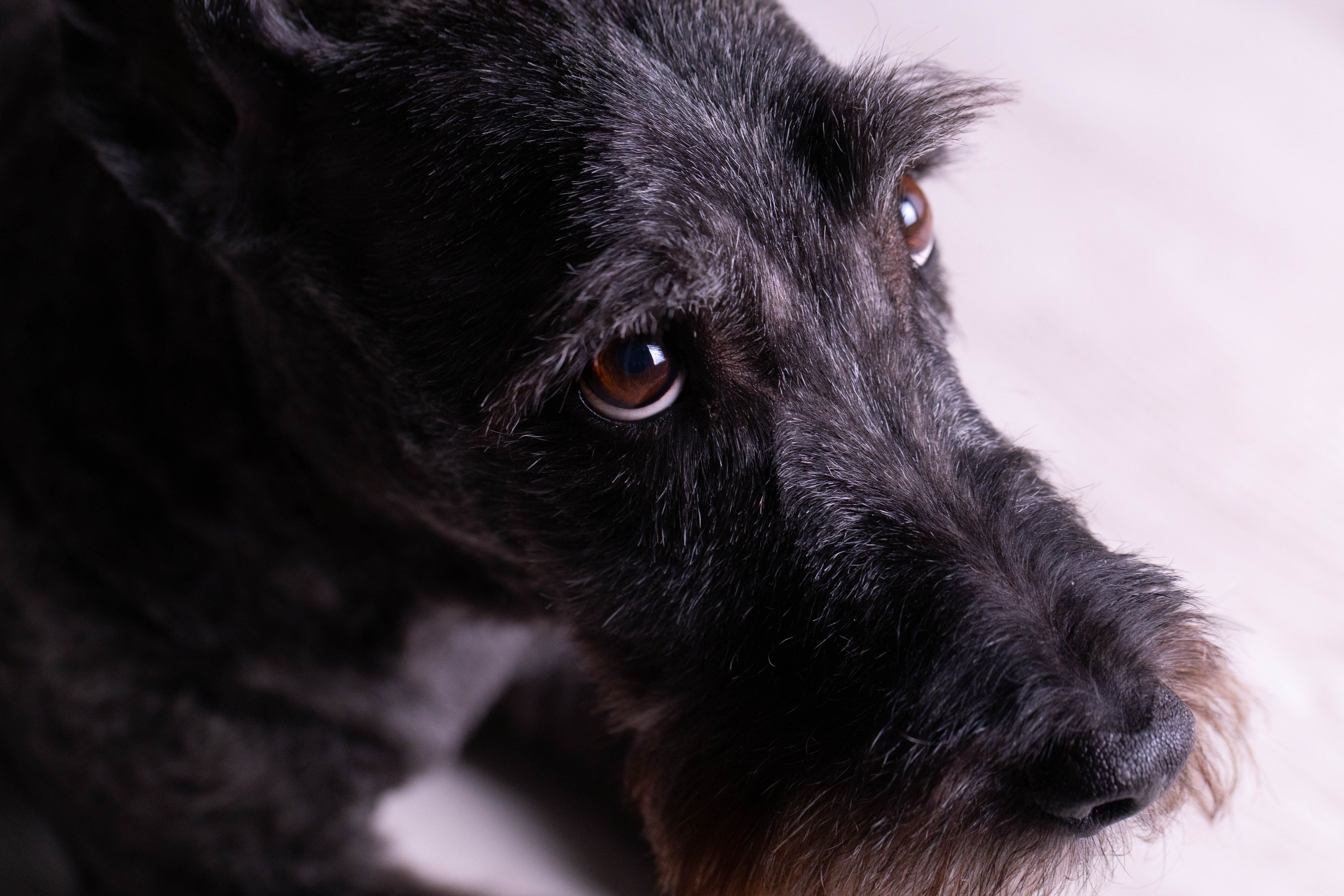 Schoodle: Giant Schnauzer-Poodle Mix — An Honest Look