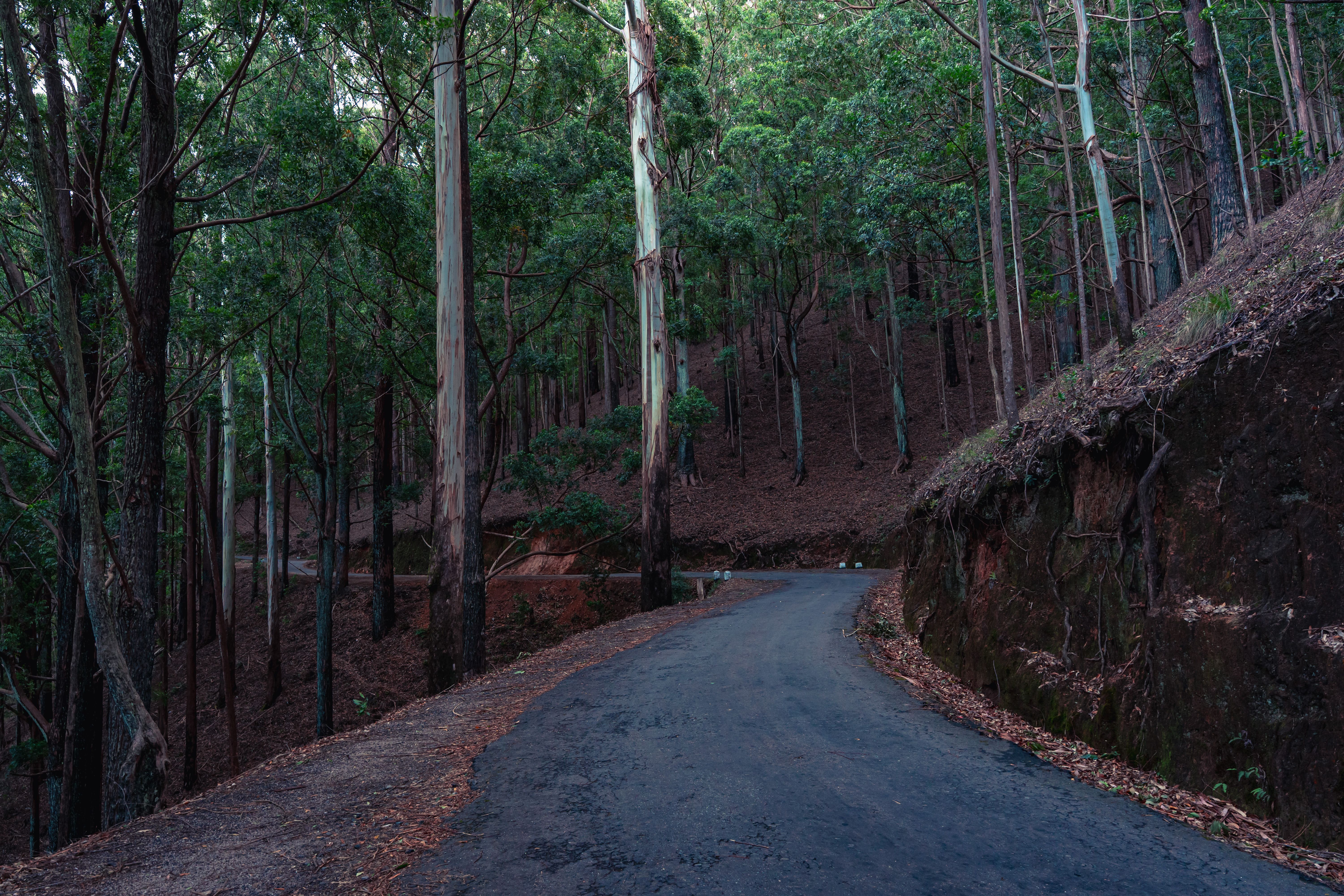 Black Forest Sri Lanka Guide