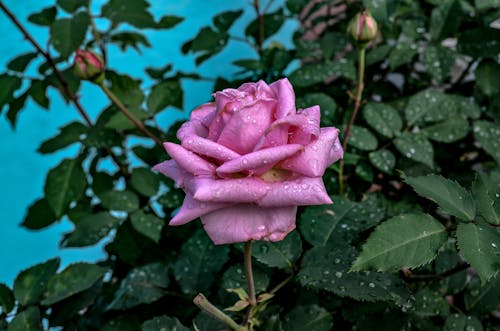 Darmowe zdjęcie z galerii z kropla wody, krople wody, różowa róża