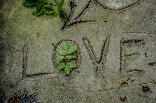Darmowe zdjęcie z galerii z beton, miłość, natura